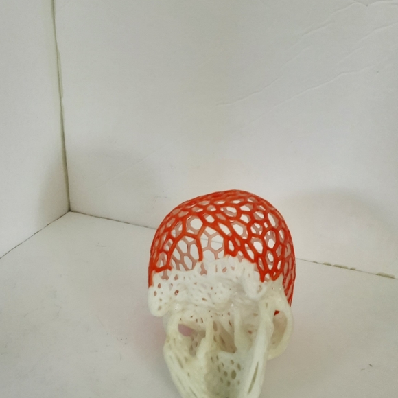 Skull - Picture 5 of 7